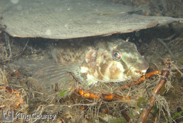 Photo of Hexagrammos stelleri